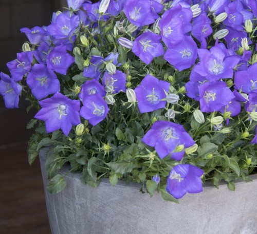 Carpathian Harebell Blue 